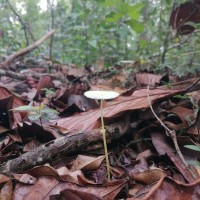 Leucocoprinus sp1